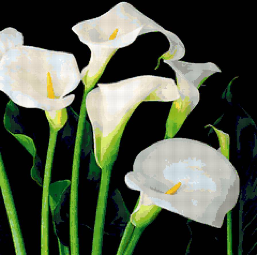 №255542 - каллы, цветы, картина - предпросмотр