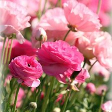 Схема вышивки «розы»