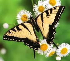 Схема вышивки «№255628»