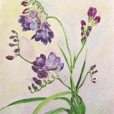 Схема вышивки «фрезия»