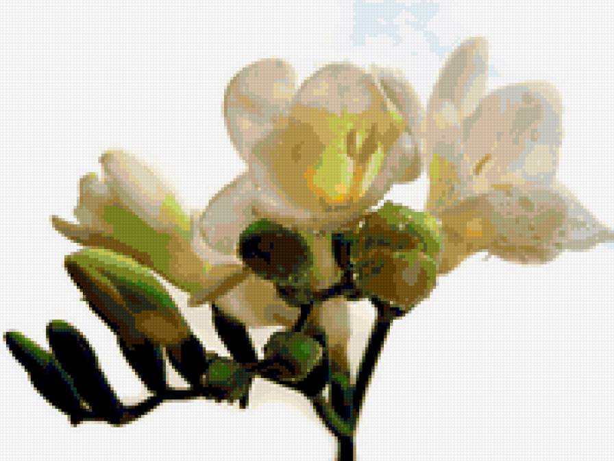 фрезия - цветы фрезия - предпросмотр