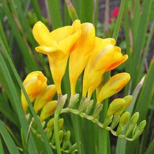 Схема вышивки «фрезия»