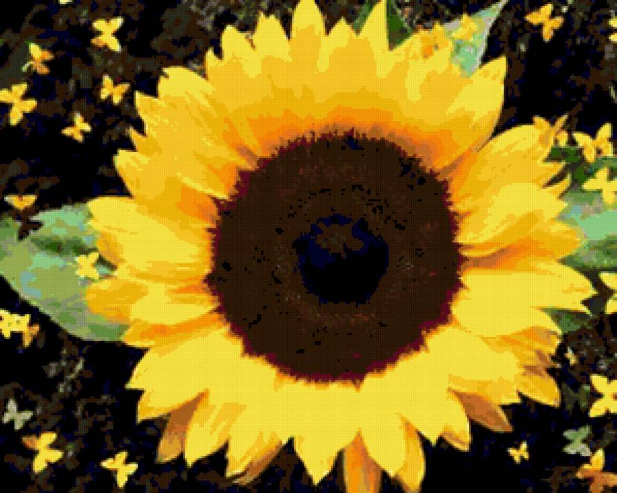 №255657 - цветы, подсолнух - предпросмотр