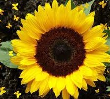 Схема вышивки «№255657»