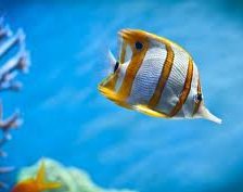 Схема вышивки «№255664»