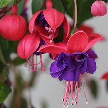 Схема вышивки «ветка фуксии»