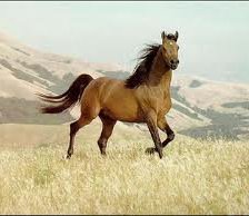 Схема вышивки «№255686»