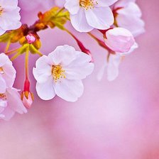 веточка вишни