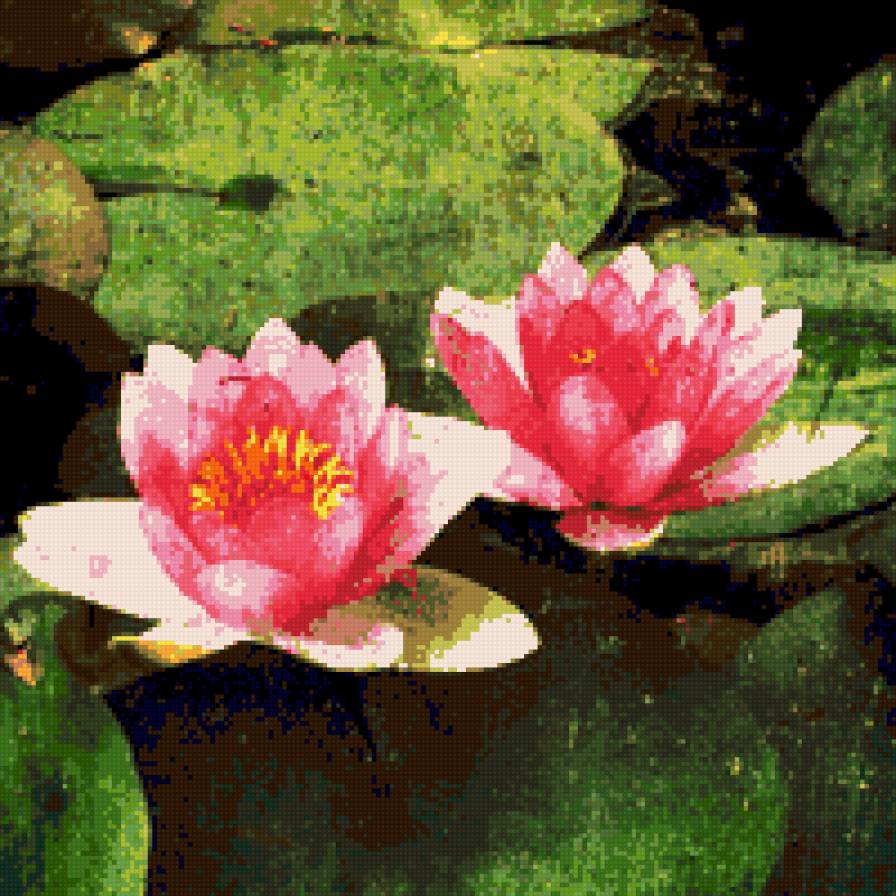 лотосы - цветы картина лотосы - предпросмотр