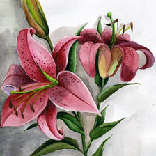 Схема вышивки «лилия»