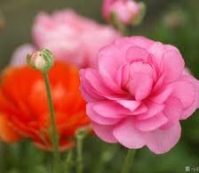 Схема вышивки «№255771»