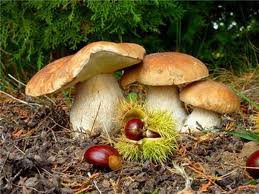 №255857 - осень, лес, грибы - оригинал