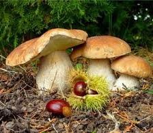 Схема вышивки «№255857»