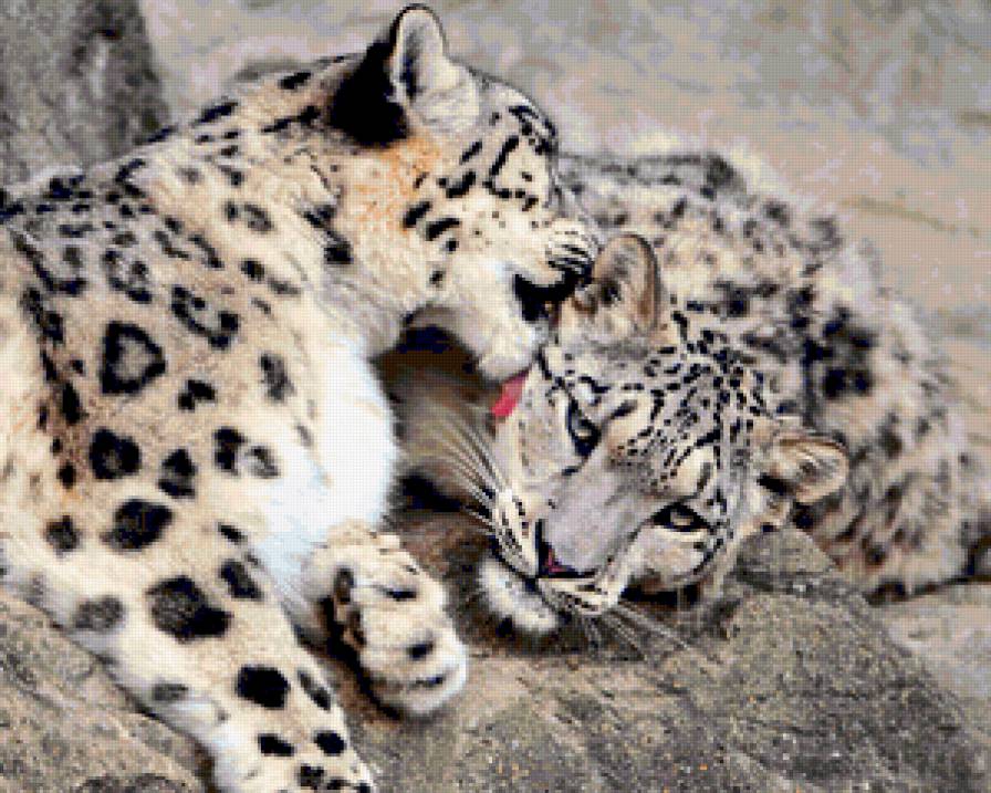 Нежность - пара, кошки, большие кошки, барсы, животные - предпросмотр