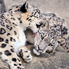 Схема вышивки «Нежность»