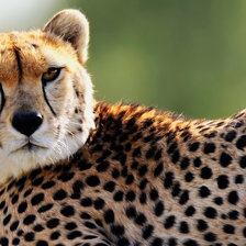 Схема вышивки «Гепард»