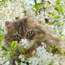 Вишневый цвет