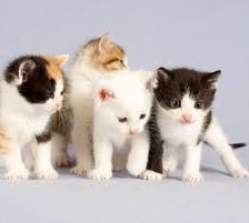 Схема вышивки «№255892»