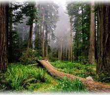 Схема вышивки «№255920»