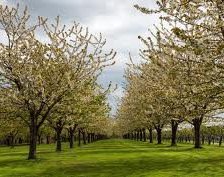 Схема вышивки «№255924»