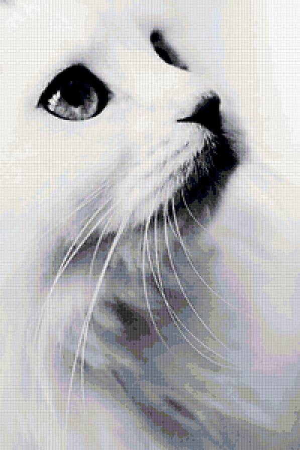 №255973 - кошка белая - предпросмотр