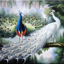 Схема вышивки «павлин»