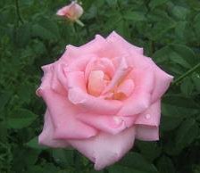 Схема вышивки «№256230»