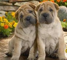 Схема вышивки «№256233»