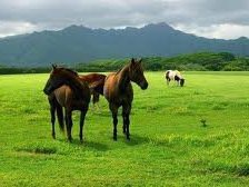 Схема вышивки «№256235»