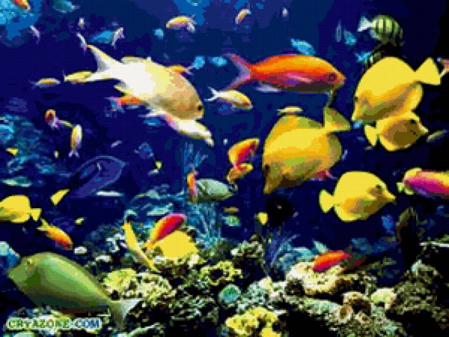 №256249 - рыбы, море - предпросмотр