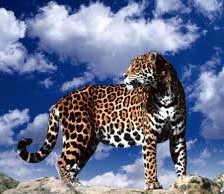 Схема вышивки «№256251»