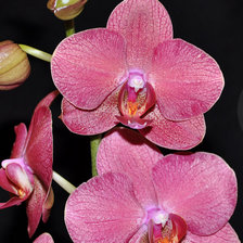 Схема вышивки «Орхидея»