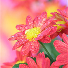 Схема вышивки «ромашка»