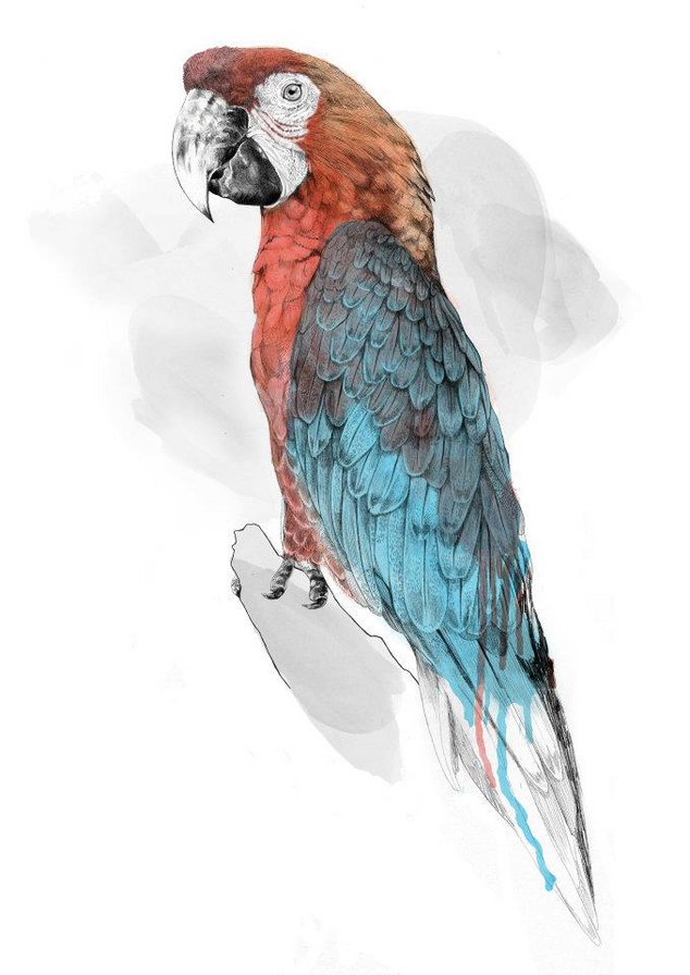 попугай - птицы - оригинал