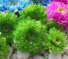 Схема вышивки «№256816»