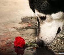 Схема вышивки «№256833»