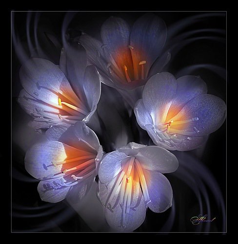 цветы - цветы - оригинал