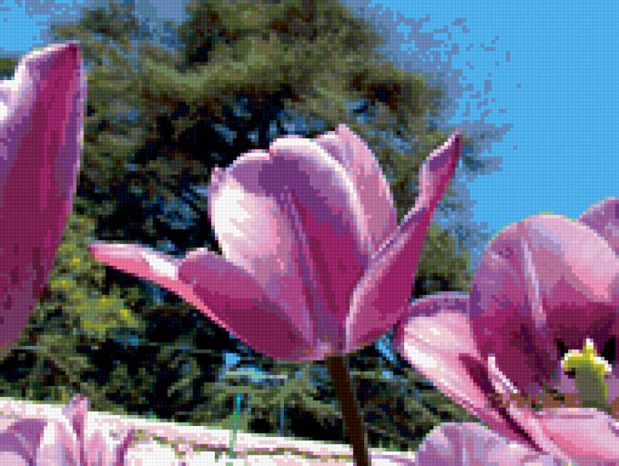 тюльпан - цветы - предпросмотр