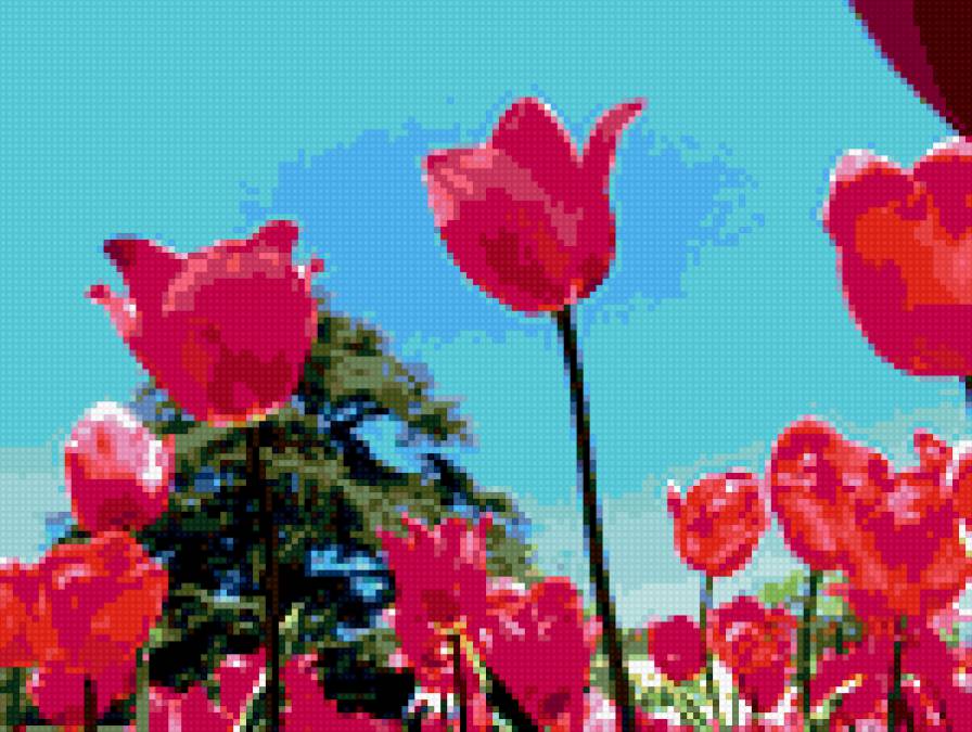 тюльпан - цветы - предпросмотр