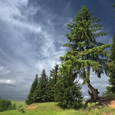 летний день