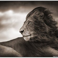 Схема вышивки «Лев»