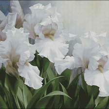 Схема вышивки «Irisi»