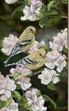 Яблоневый цвет