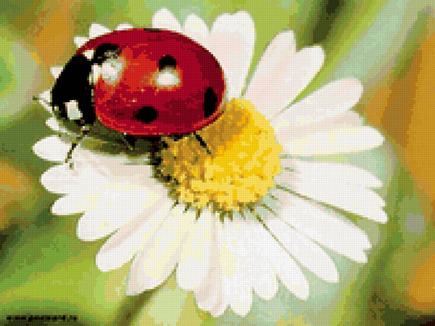 цветы - ромашка - предпросмотр