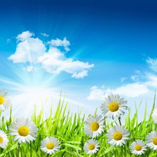 Схема вышивки «цветы»