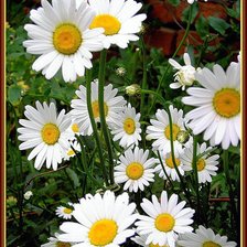 Схема вышивки «цветы»