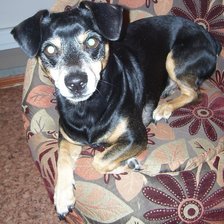 Схема вышивки «кузя»