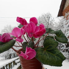 Схема вышивки «Цикламен»