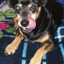 Схема вышивки «кузьмич»