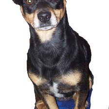 Схема вышивки «кузечка»